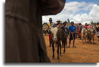 Targ Zebu::Ambalavao, Madagaskar::