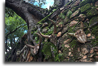 Ofary składane przodkom::Ambohimanga, Madagaskar::