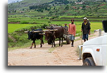 Wóz zaprzeżony w woły zebu::Antoetra, Madagaskar::