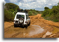 Kolczasty las Ifaty #4::Ifaty, Madagaskar::