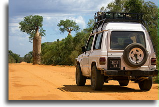 Baobaby::Ifaty, Madagaskar::