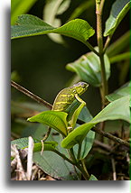 Kameleon O'Shaughnessy::Ranomafama, Madagaskar::