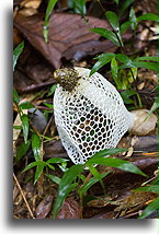 Phallus (sromotnik)::Ranomafama, Madagaskar::