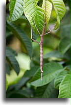 Patyczak::Ranomafama, Madagaskar::