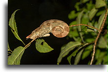 Kameleon Parsona::Ranomafama, Madagaskar::