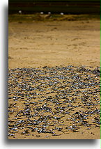 Anchois na plaży::Saint-Augustin, Madagaskar::