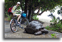 Rowerzystka z olbrzymim żółwiem::La Digue, Szeszele::