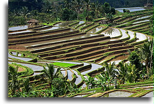 Tarasy zalane wodą::Bali, Indonezja::