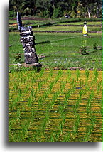 Kapliczka w polu ryżowym::Bali, Indonezja::