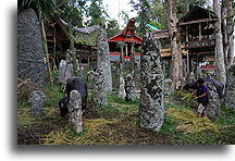 Bori Kalimbuang::Tana Toradża, Celebes Indonezja::