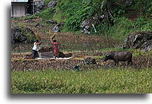 Ręczne młócenie ryżu::Tana Toradża, Celebes Indonezja::