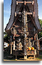 Dekoracja z bawolich rogów::Tana Toradża, Celebes Indonezja::