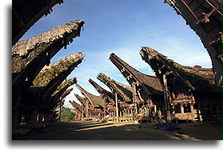 Domy tongkonan::Tana Toradża, Celebes Indonezja::