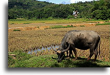 Bawół domowy w polu ryżu::Tana Toradża, Celebes Indonezja::