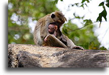 Małpa z dzidziusiem::Sri Lanka::