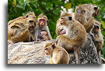 Grupa makak::Sri Lanka::