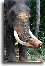 Długie kły::Sri Lanka::