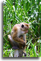 Siedząc na słupie::Sri Lanka::
