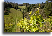 Winorośla Pinot Noir::Adelaide Hills, Australia::
