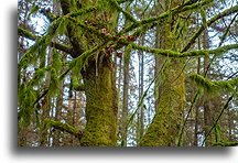 Las w parku Stanley #1::Vancouver, Kolumbia Brytyjska, Kanada::