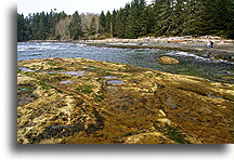 Botanical Beach::Wyspa Vancouver, Kanada::