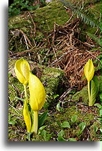 Wiosenne kwiaty w lesie::Wyspa Vancouver, Kanada::