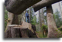 Stary drzewostan::Wyspa Vancouver, Kanada::