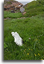 Grób::Battle Harbour, Labrador, Kanada::