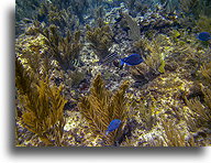 Rybki::Anguilla, Karaiby::