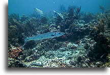 Barakuda::Anguilla, Karaiby::