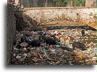 Świnie wyjadające śmieci::Cap-Haïtien, Haiti, Karaiby::