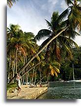 Pochylona palma::St. Lucia, Karaiby::