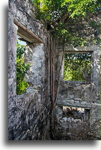Drzewo wewnątrz domu #1::North Caicos, Turks i Caicos::