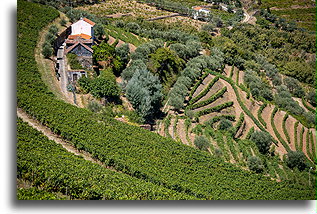 Winnica w dolinie rzeki Duero::Dolina rzeki Duero, Portugalia::