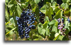 Lokalne winogrona::Dolina rzeki Duero, Portugalia::