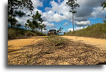 Droga do Caracol::Rezerwat leśny Mountain Pine Ridgee, Belize::
