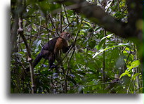 Wyjec płaszczowy::Reserva Natural Cabo Blanco, Kostaryka::