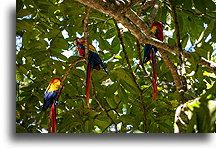 Are żółtoskrzydłe::Copán, Honduras::