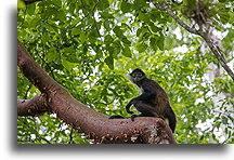 Czepiak jukatański::Calakmul, Campeche, Meksyk::