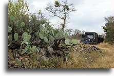 Poranek na wzgórzu::stan Guanajuato, Meksyk::