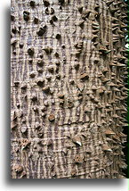 Drzewo Ceiba Pentandra::Hacjenda San Jose, Jukatan, Meksyk::