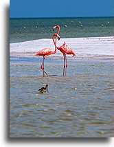 Para::Wyspa Holbox, Quintana Roo, Meksyk::