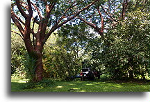 La Jungla Campground::Rezerwat ekologiczny Nanciyaga, Veracruz, Meksyk::