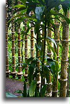 Bambusowy pałac::Las Pozas, San Luis Potosi, Meksyk::