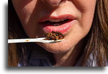 Jedzenie Chapulines::Puebla, Puebla, Meksyk::