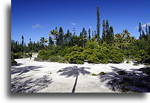 Ile des Pins::Wyspa Choinek, Nowa Kaledonia, Oceania::
