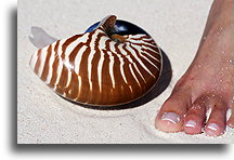 Muszla łodzika (Nautilus)::Nokanhui, Nowa Kaledonia, Oceania::