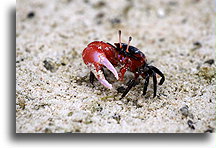 Krab skrzypek::Wyspa Choinek, Nowa Kaledonia, Oceania::