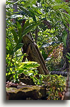 Drewniany bęben::Wioska przodków, Vanuatu, Oceania::
