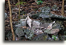 Sekretne miejsce przodków::Wioska przodków, Vanuatu, Oceania::